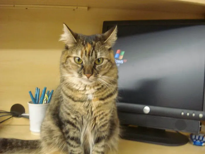 Rush Animal Care Clinic P.C. 9