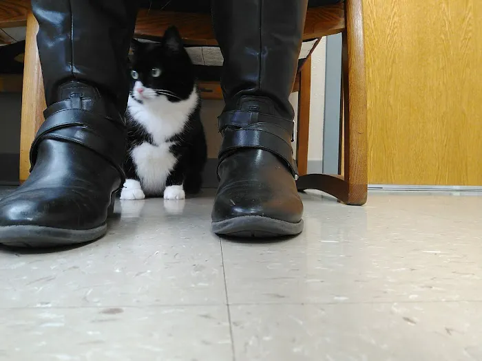 Village Veterinary Hospital 2