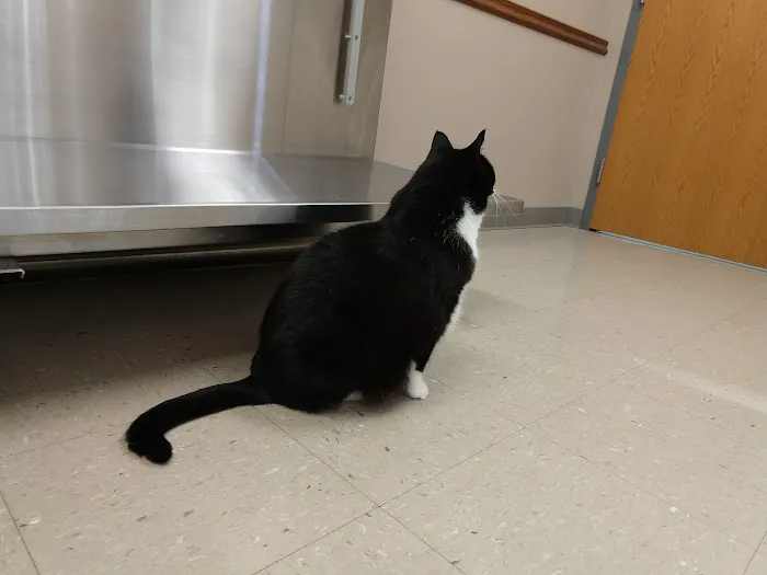 Village Veterinary Hospital 1