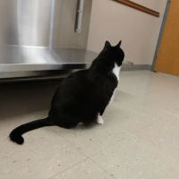 Village Veterinary Hospital ico