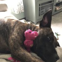 Midland Prairie Veterinary Services (formerly Ballard/Sievers Vet) ico