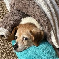 Polk City Veterinary Hospital ico