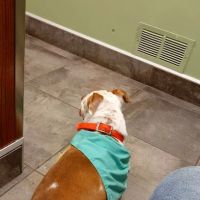Lisbon Veterinary Clinic Inc ico