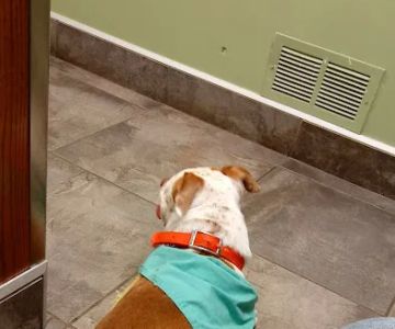 Lisbon Veterinary Clinic Inc