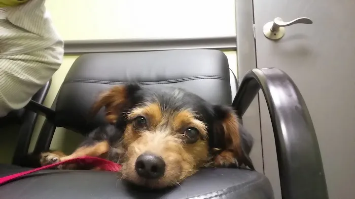 Lisbon Veterinary Clinic Inc 9