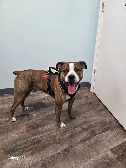 Bark Veterinary Clinic 8