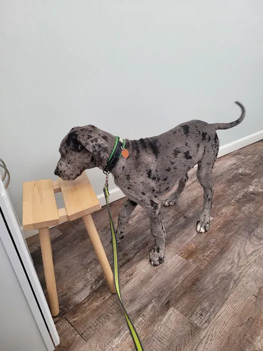 Bark Veterinary Clinic 4
