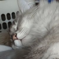 Columbiana Veterinary Associates ico