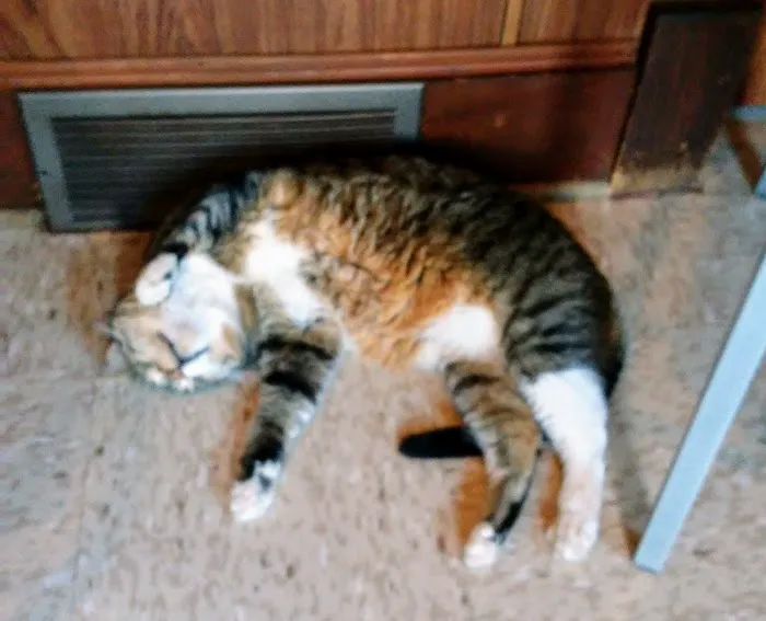 East Park Veterinary Clinic 9