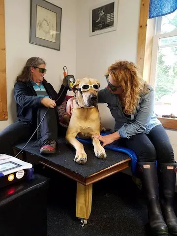 Pawsitive Results Animal Rehabilitation Center 5