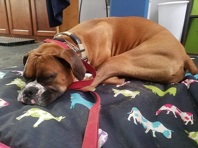 Pawsitive Results Animal Rehabilitation Center 9