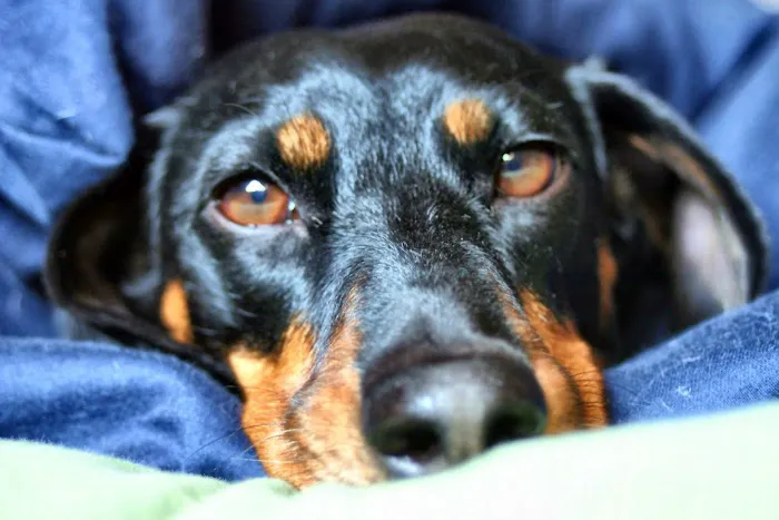 Auburn Animal Care 4