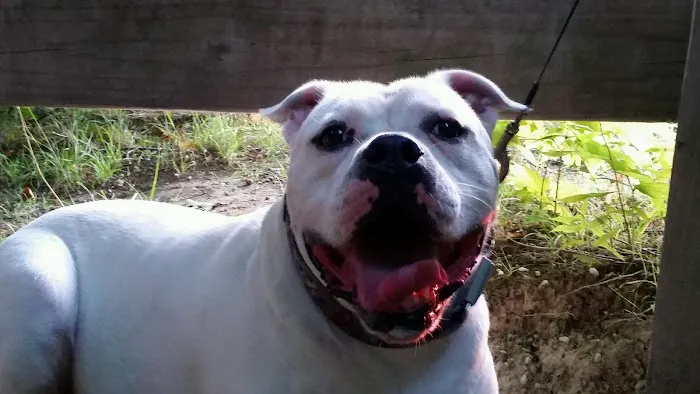 Auburn Animal Care 6