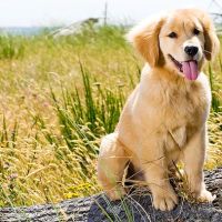 Eastside Dog & Cat Hospital: Dr Mark Rutman ico