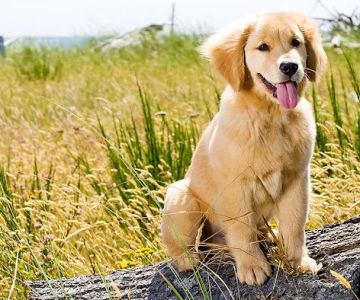 Eastside Dog & Cat Hospital: Dr Mark Rutman