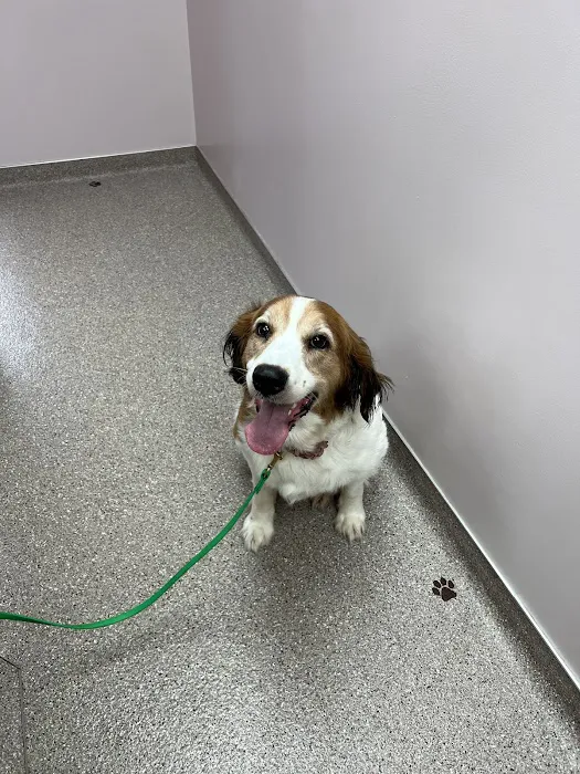 Eastside Dog & Cat Hospital: Dr Mark Rutman 4