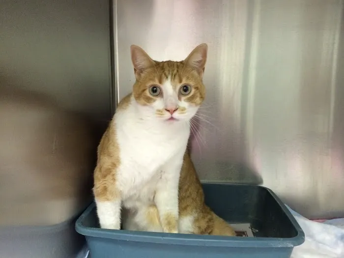 Cricket Ridge Animal Hospital 10