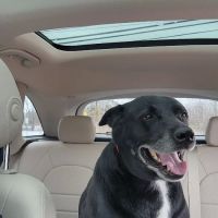 West Geauga Veterinary Hospital ico