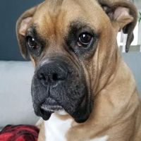 305 Animal Hospital ico