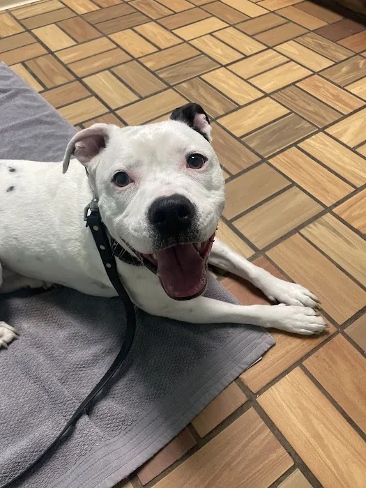 305 Animal Hospital 6