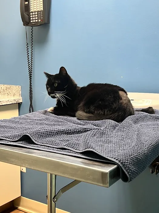 305 Animal Hospital 5