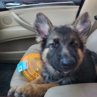VIP Petcare Vaccination Clinic ico