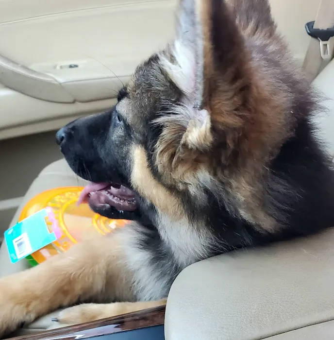 VIP Petcare Vaccination Clinic 4