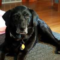 Midwest Veterinary Hospital ico