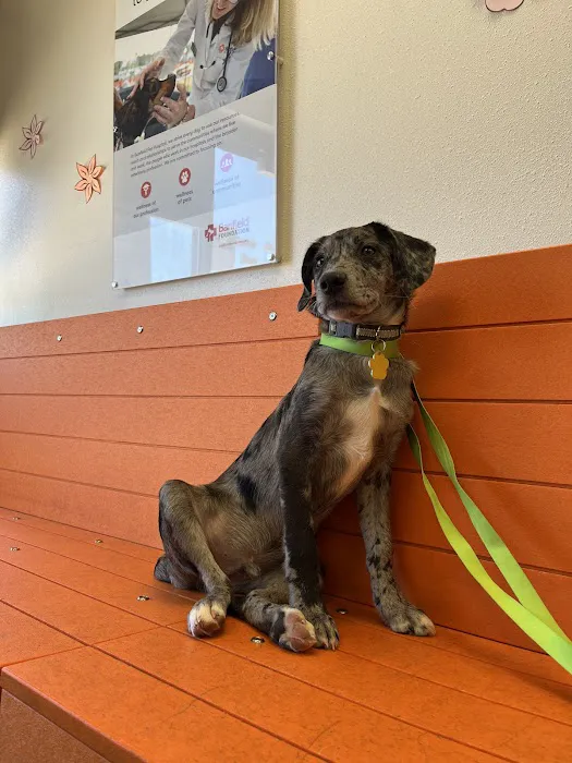 Banfield Pet Hospital 10