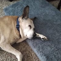 Eastwillow Pet Hospital ico