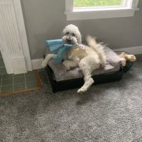 Pet Hospital of Willoughby ico