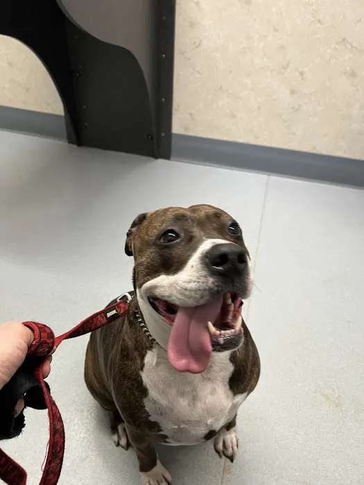 Pet Hospital of Willoughby 2