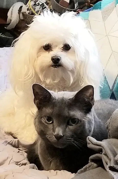 Pet Hospital of Willoughby 8