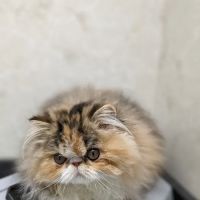 Pet Hospital of Willoughby: Danforth Claudia DVM ico