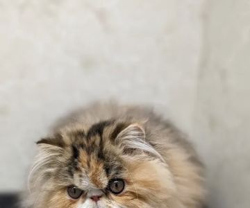 Pet Hospital of Willoughby: Danforth Claudia DVM