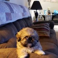 Garrettsville Animal Hospital ico