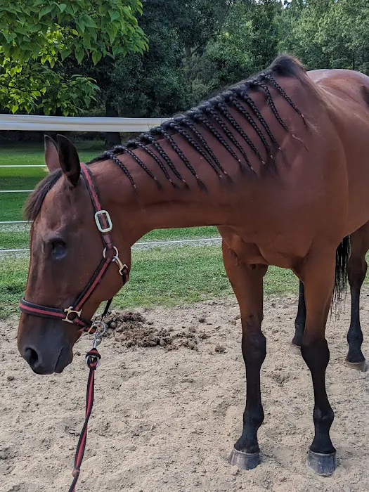 Equine Specialty Hospital 1