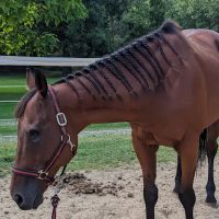 Equine Specialty Hospital ico