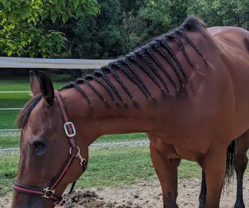 Equine Specialty Hospital
