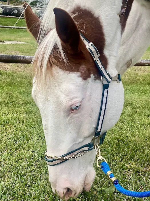 Equine Specialty Hospital 4