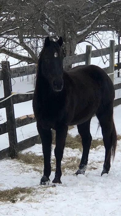 Equine Specialty Hospital 6