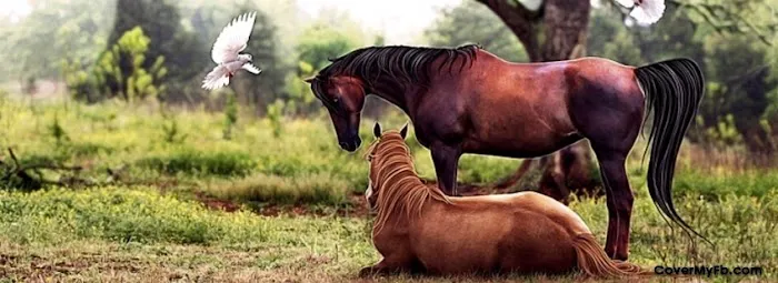 Buckeye Veterinary Service LLC 1