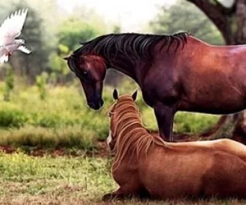 Buckeye Veterinary Service LLC