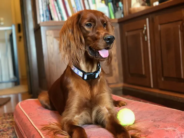 Paws at Home 2