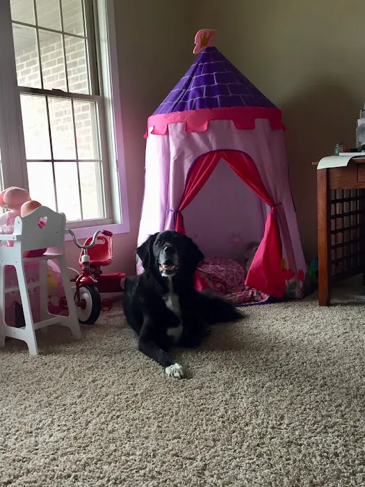 Paws at Home 9