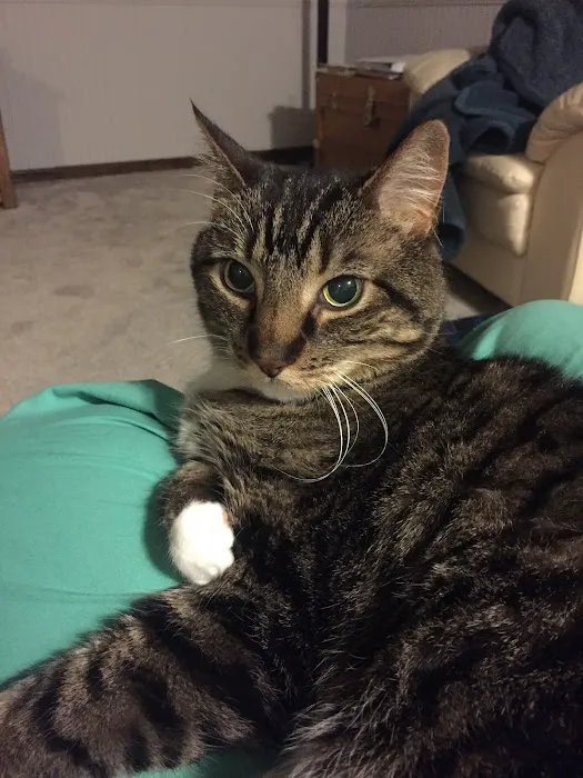Paws at Home 8
