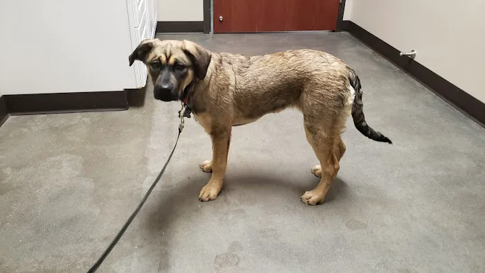 Four Paws Veterinary Clinic 1