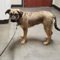 Four Paws Veterinary Clinic ico