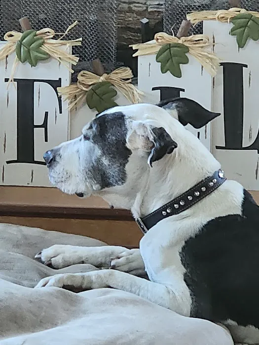 Four Paws Veterinary Clinic 8