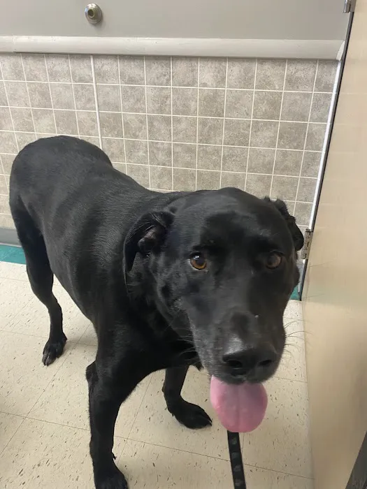 Klingele Veterinary Clinic: Sculley Sue DVM 1